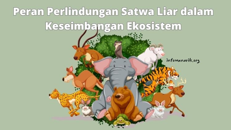 Peran Perlindungan Satwa Liar dalam Keseimbangan Ekosistem menurut infomenarik.org . Satwa liar memainkan peran yang penting